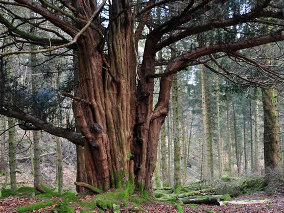 Photo of yew tree at Great Knott Wood. Photograph: Michelle Blackburn