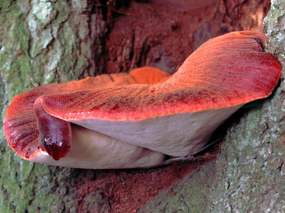 Photograph of beefsteak fungus. (Photo: Alamy/Marc De Schuyter)