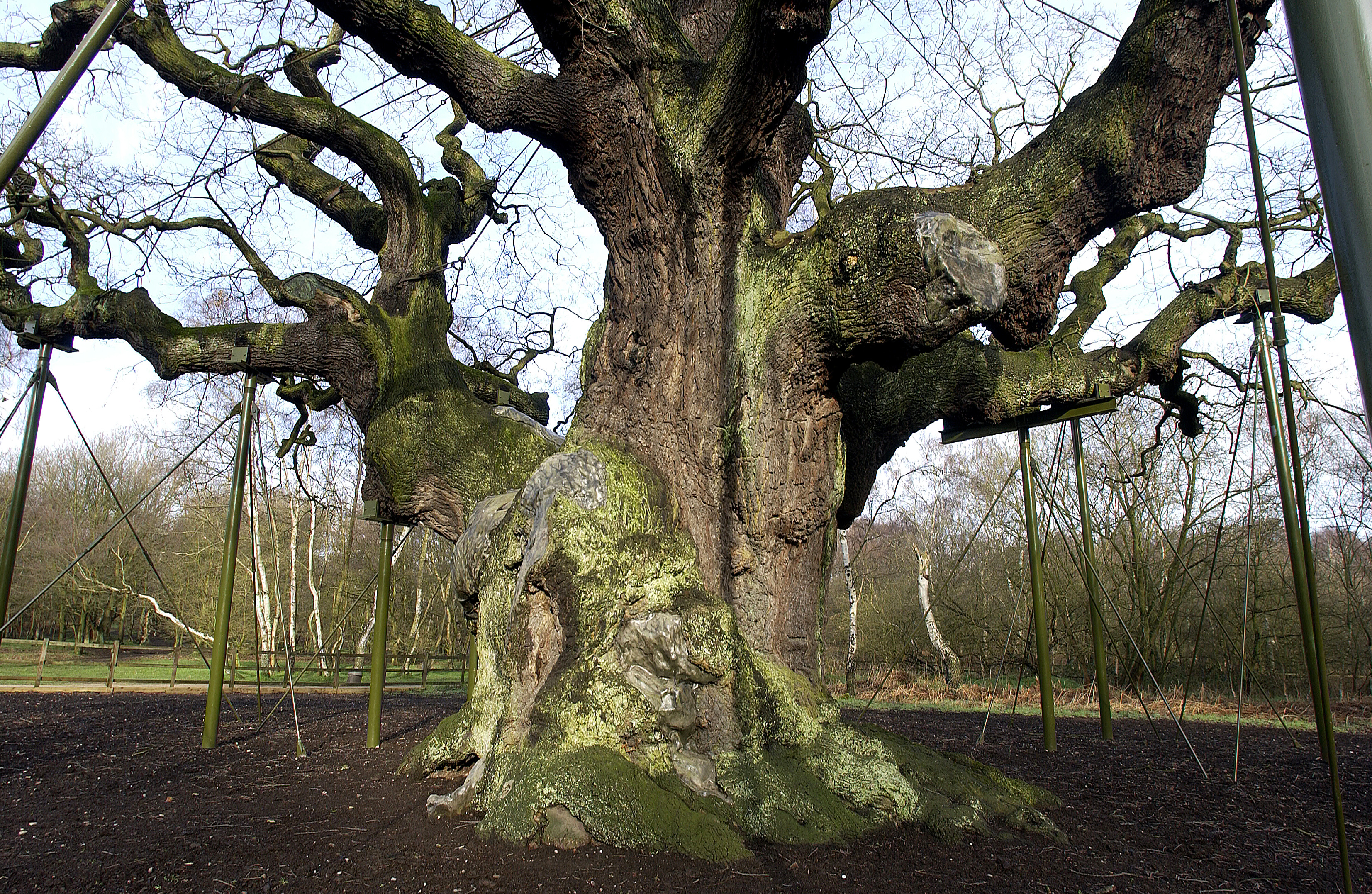 Spotted an old tree?