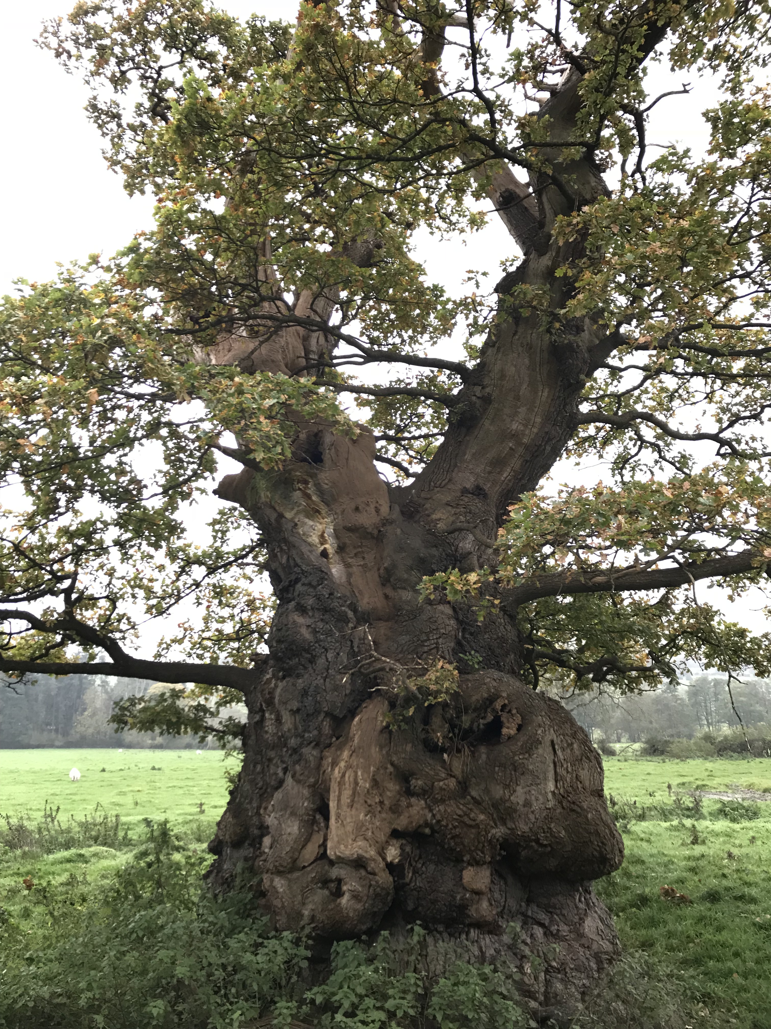 A Quick but Complete Review of Common Oak Tree Species