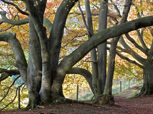 Photograph of ancient beech trees on the Cotswold Way, Cickley Hill National Park. (Photo Nick Turner/Alamy)