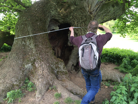 Measuring a tree at Burghley House (Photo: Sarah Shaw/WTML)