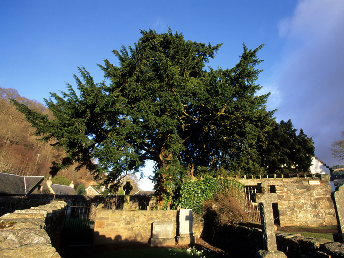 Photograph of the Fortingall yew. (Photo: Ed Parker/Alamy)