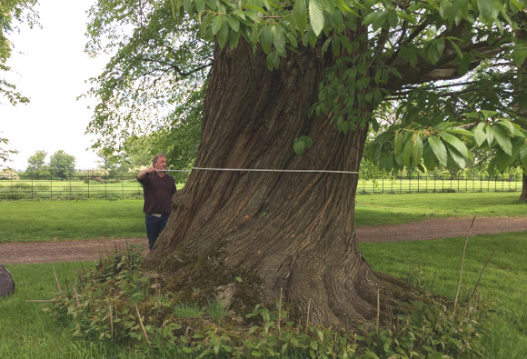Measuring a sweet chestnut tree at Burghley House. (Photo: Sarah Shaw/WTML)