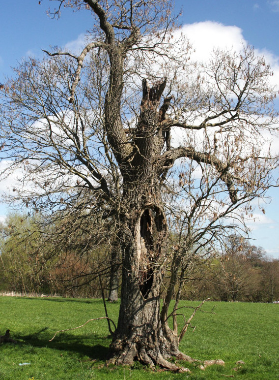 A tree may have multiple sings of decay and hollowing. Photo: WTML.