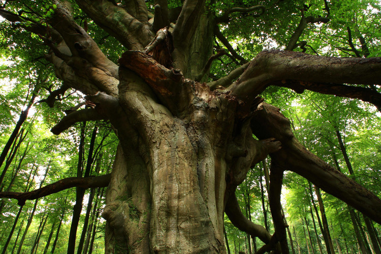 Old beech tree. (Photo: Ken Leslie/WTML)