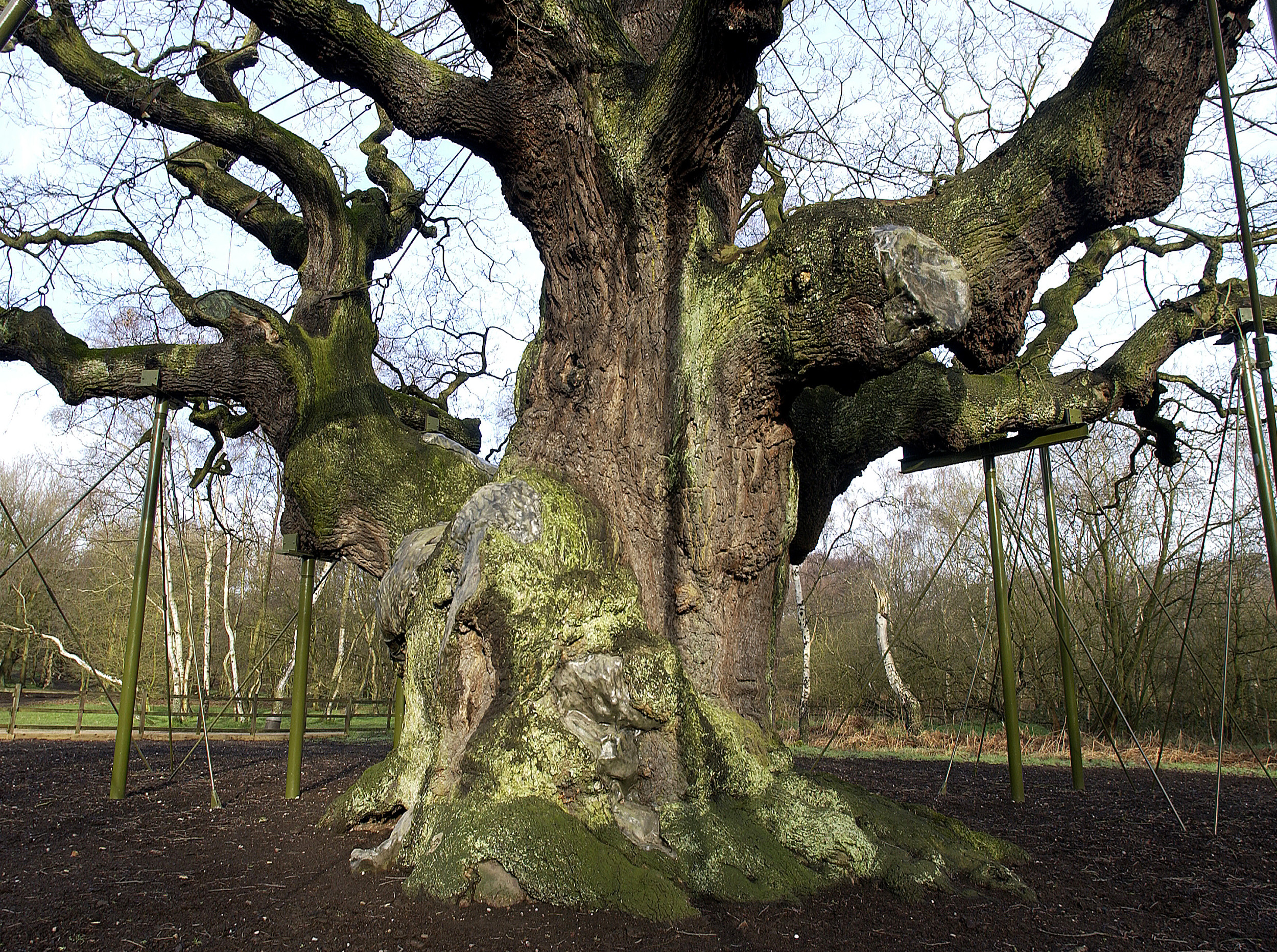 The Major Oak. (Photo: WTML)