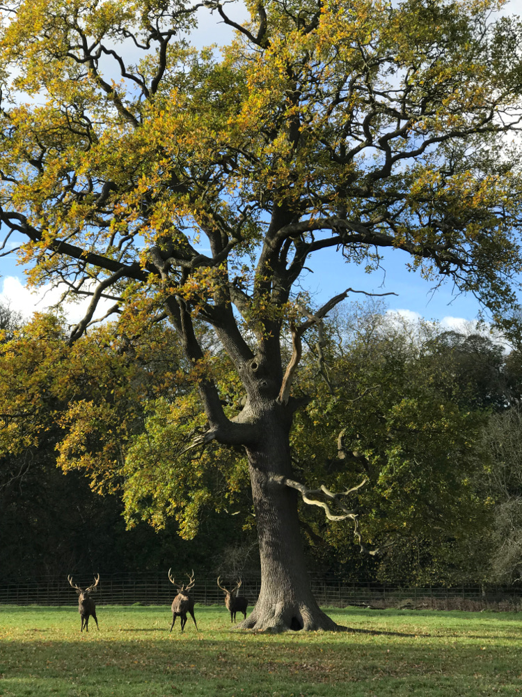 This photo shows that this veteran oak is a maiden with a clear single stem. Photo: David Alderman