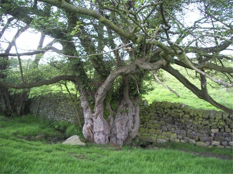 Photograph of ancient alder tree. (Photo: David Alderman)
