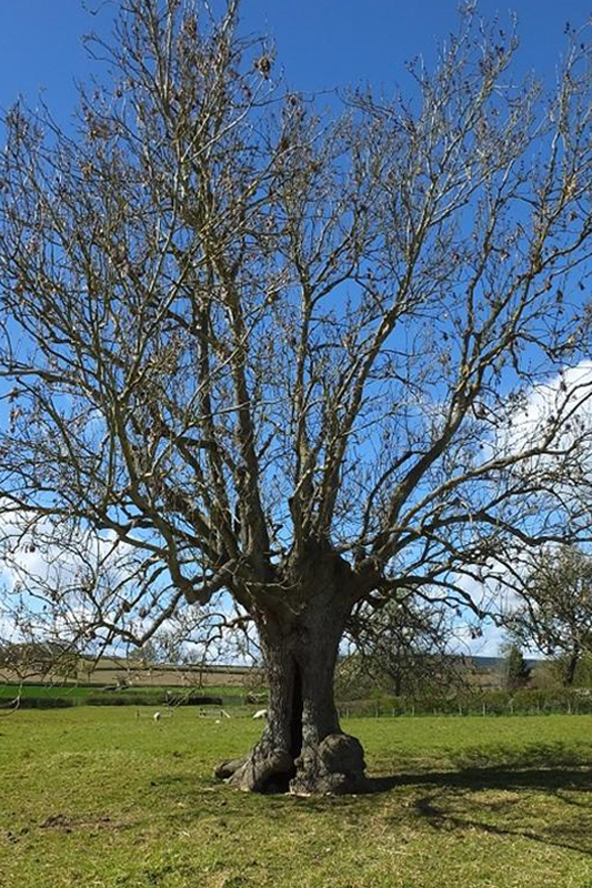 This photo shows that the ash tree is hollowing and also has a pollard form. Photo: David Alderman