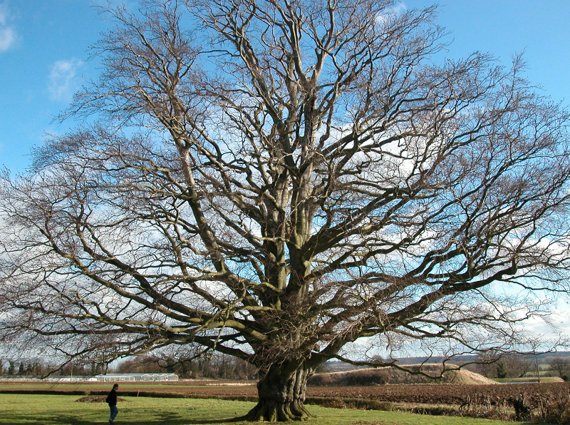 What Is A Veteran Tree? - Ancient Tree Inventory