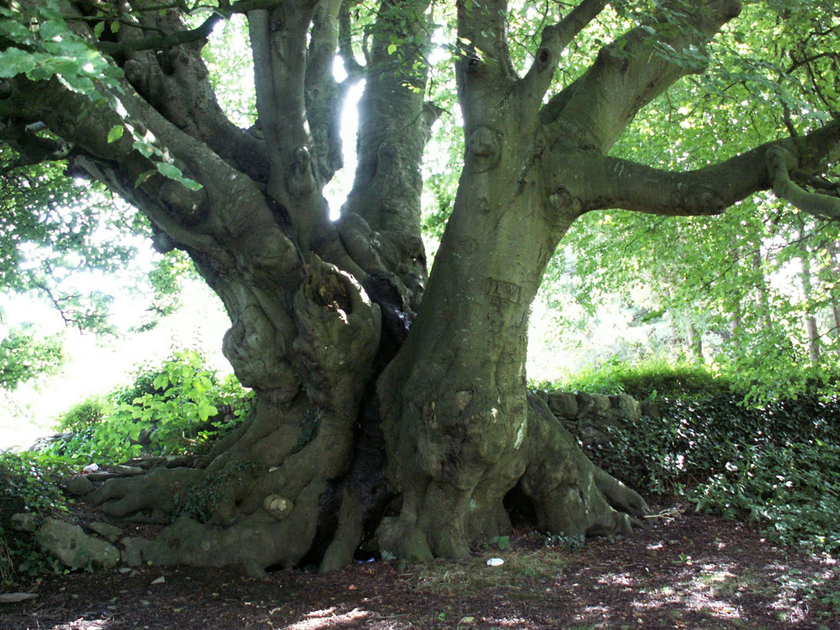 Photograph of ancient beech tree. (Photo: David Alderman)