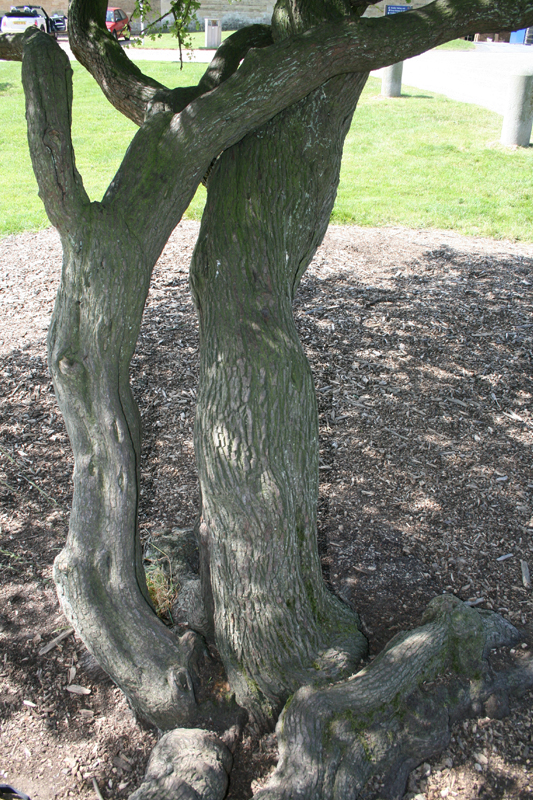 Old Hawthorn selling Tree