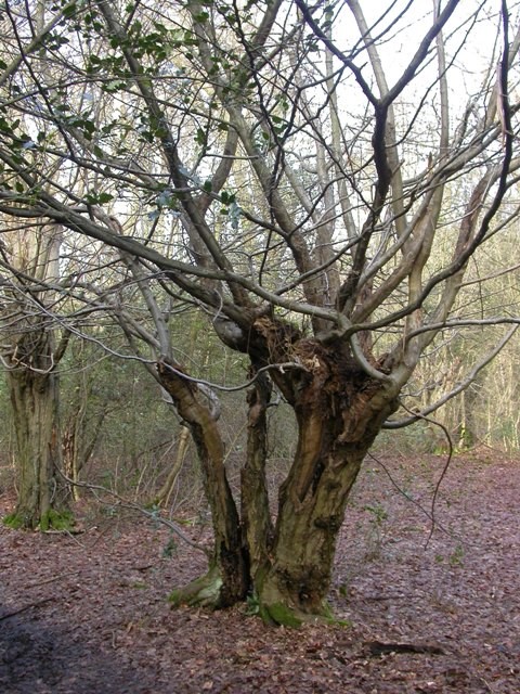 Hornbeam - Ancient Tree Inventory