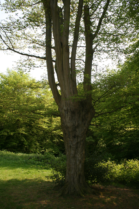 Hornbeam - Ancient Tree Inventory