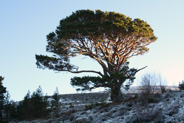 Photograph of ancient Scots pine tree. (Photo: David Alderman)