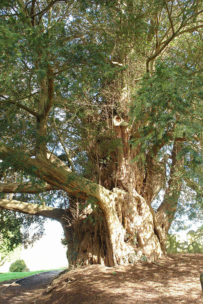 english yew tree