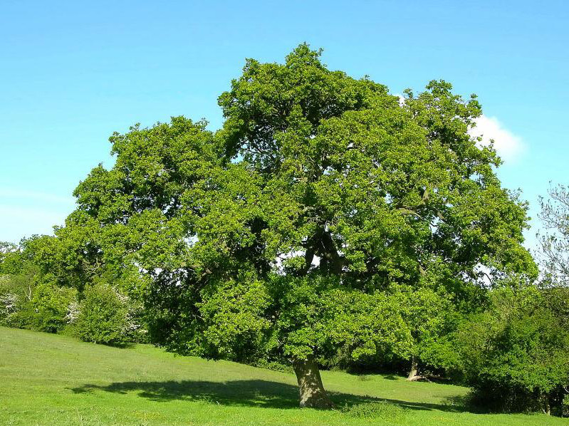 Mature tree in field. (Photo: Pete Holmes/WTML)