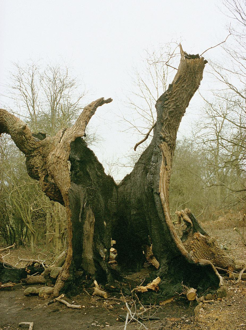 Burnt ancient tree. (Photo:Ted Green/WTML)