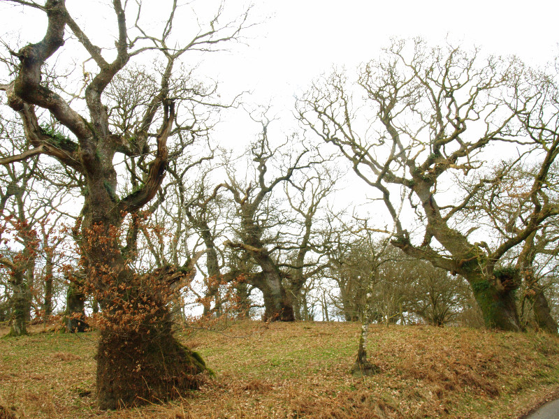 Ancient oak trees (Photo: Bruce Beattie/WTML)