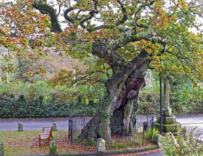 The Meavy Oak. (Photo: Julian Hight/WTML)