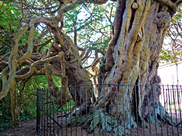 Using Ancient Tree Inventory data