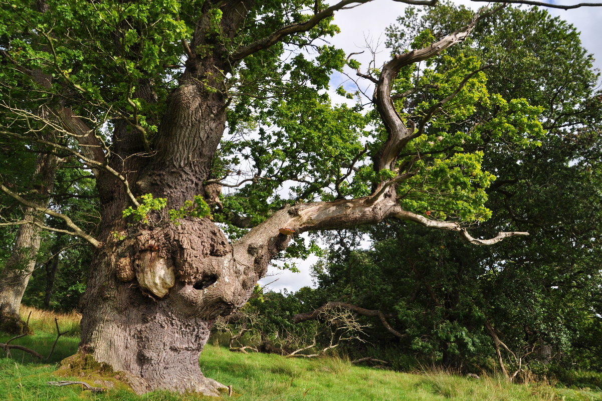 Gregynog oak (Photo:Liz Fleming Williams/WTML)
