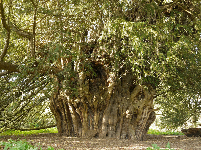 The Ankerwycke Yew in Berkshire is said to have been witness to the sealing of the Magna Carta in 1215. (Photo: Julian Hight/WTML)