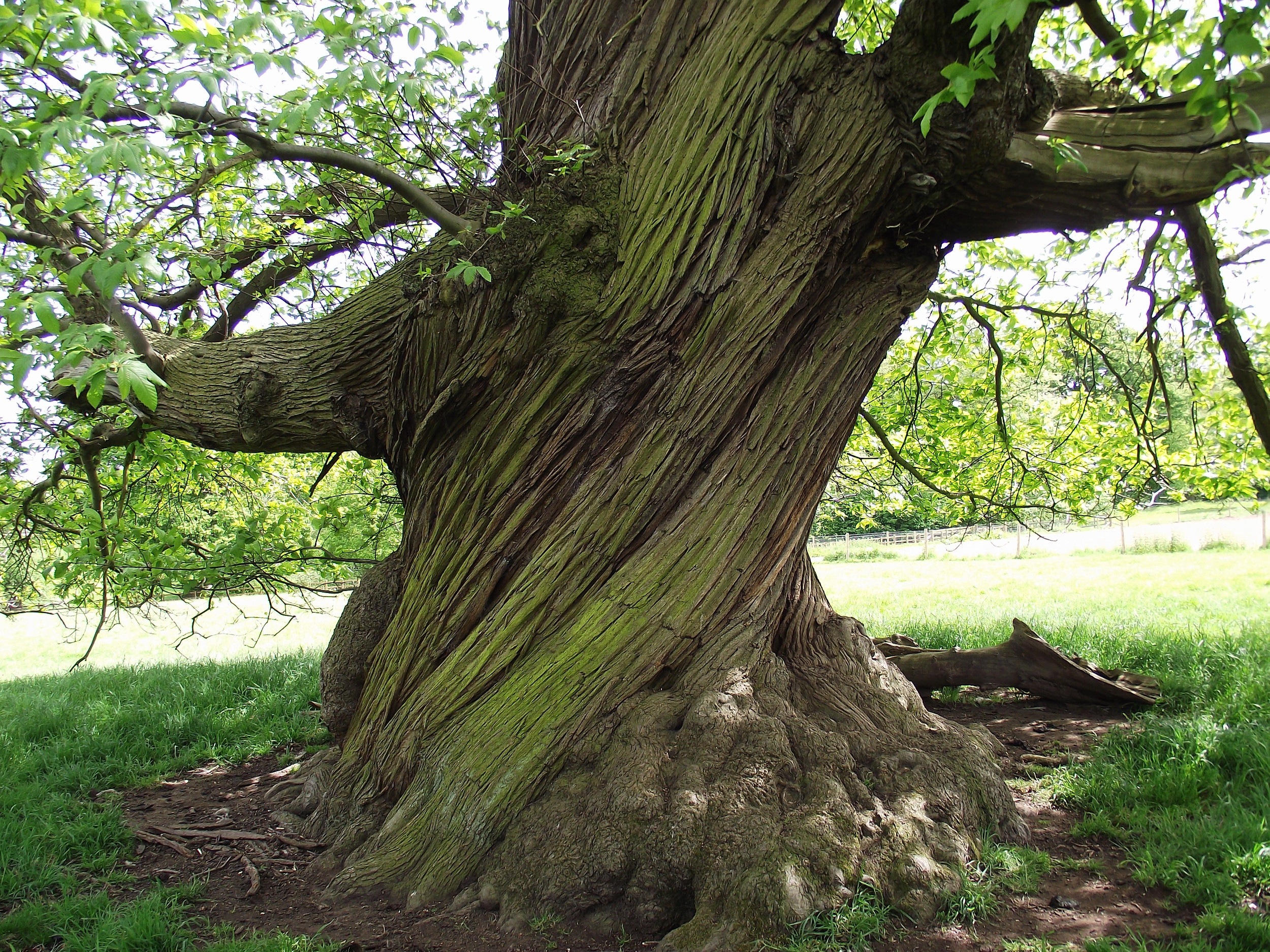 Sweet chestnut at Burghley House. (Photo: Kylie Harrison Mellor)