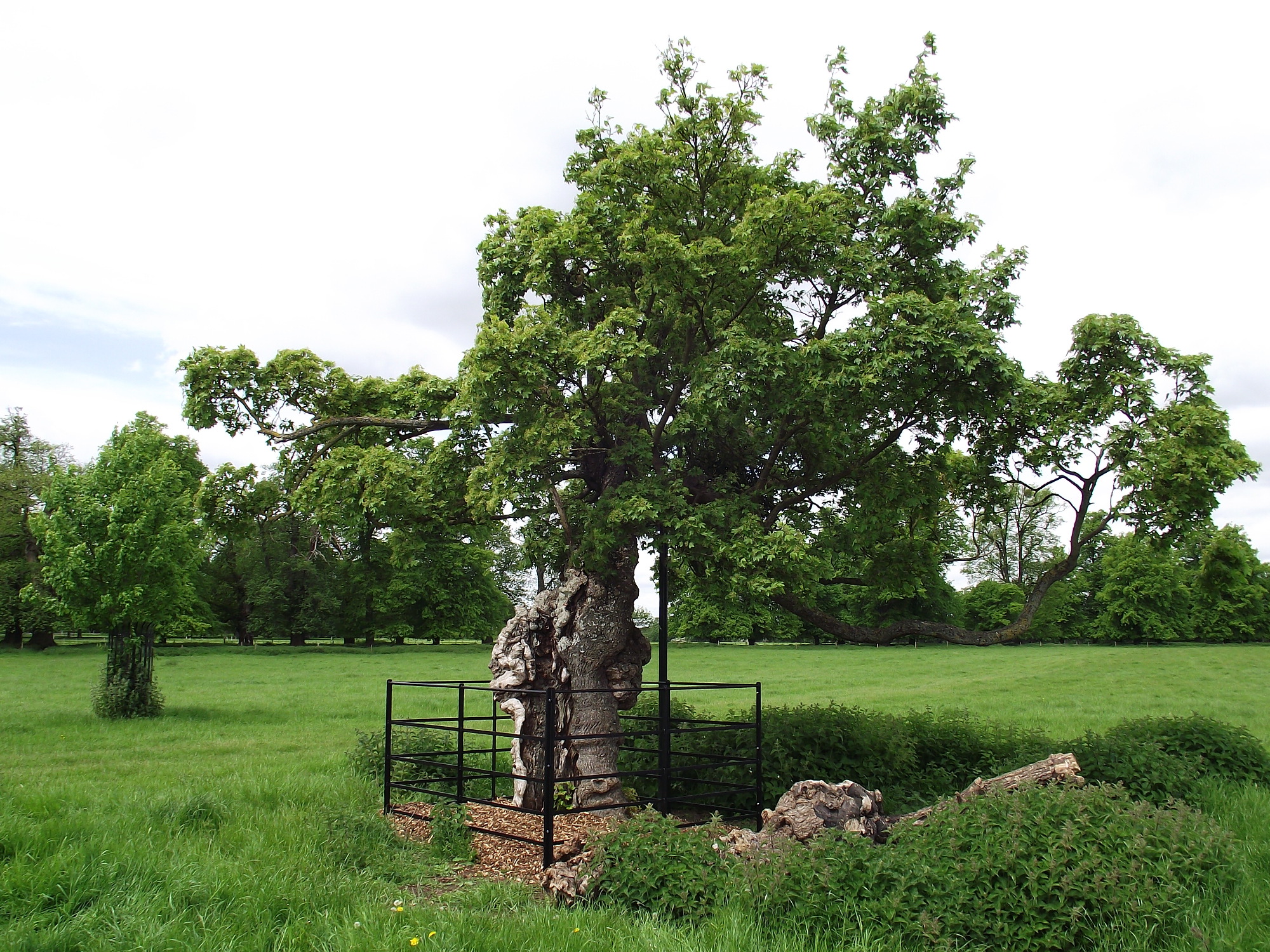This ancient field maple in Burghley House, Cambridgeshire clearly shows ancient characteristics such as a hollowing trunk. (Photo: Kylie Harrison Mellor)