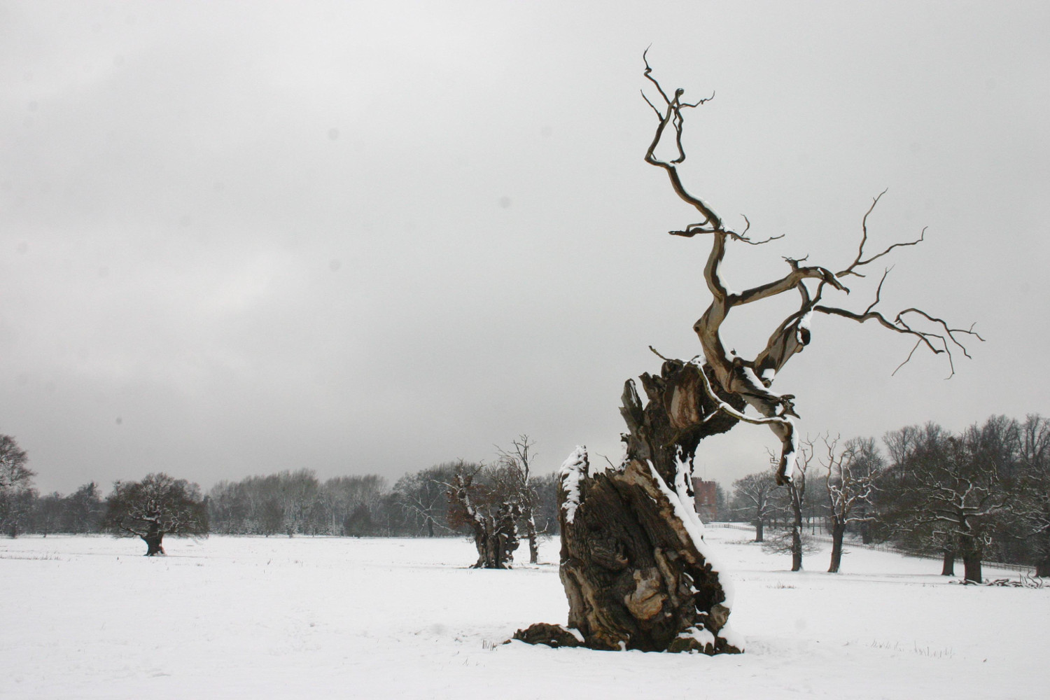 Ancient tree in Windsor Park at Winter