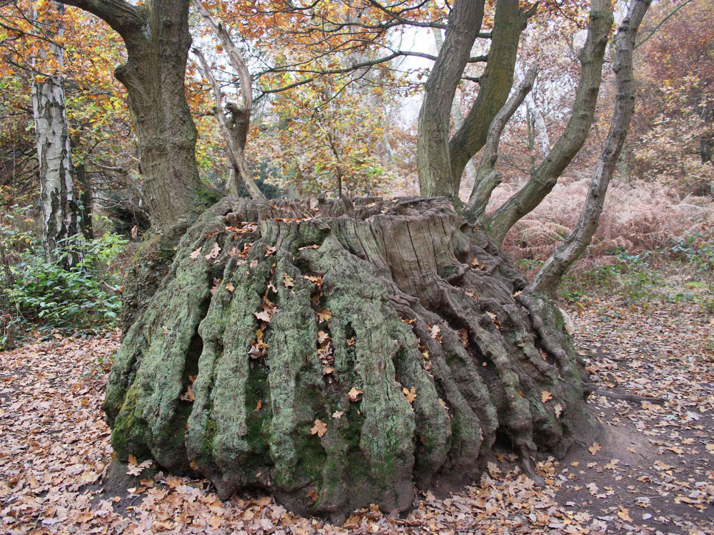 The trunk of the medusa oak in Sherwood Forest. (Photo: Helen Leaf)