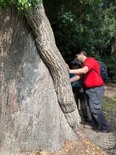 Arborist David Mingot inspects an outsized ivy stem on an oak in the Sanssouci Palace Garden, Potsdam near Berlin in Germany (2019)