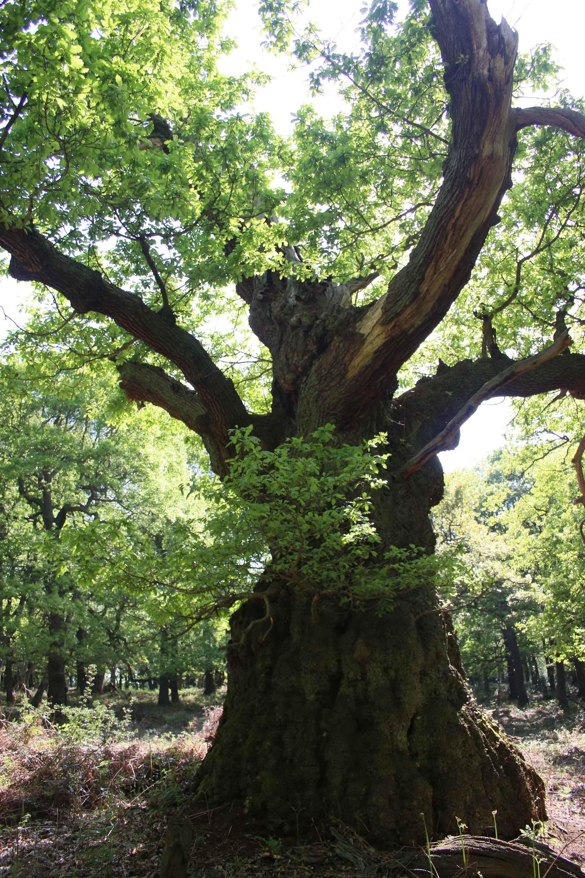 A spectacular sessile oak recorded by Helen Leaf, measuring at 7.47m girth (Tree ID 193006).