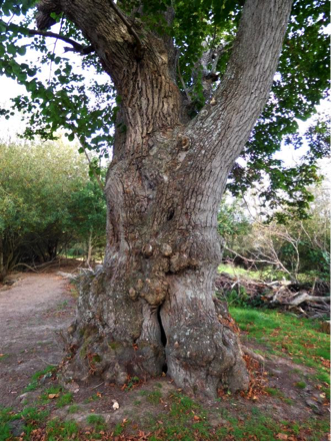 Veteran large leaved lime in a park. (Photo: ATI website)