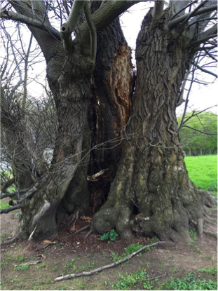 Ancient Small leaved lime pollard in a historic parkland. (Photo: ATI website)