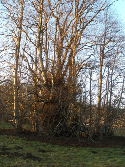 A common lime surrounded by a ring of self-layered branches. Some examples of layering may have been deliberate where the tree was an individual focal point. (Photo: Clair McFarlan)