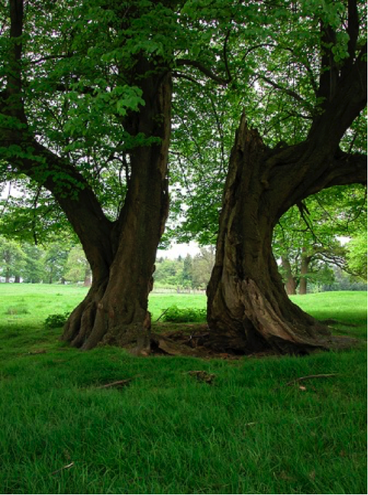 A fragmented ancient hollow parkland small leaved lime in a medieval deer park. (Photo: David Alderman)