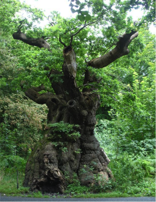 The Big Belly Oak