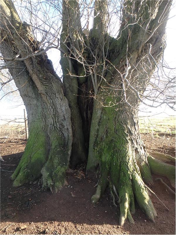 Clear image of a hollowing trunk. Photo: William Back