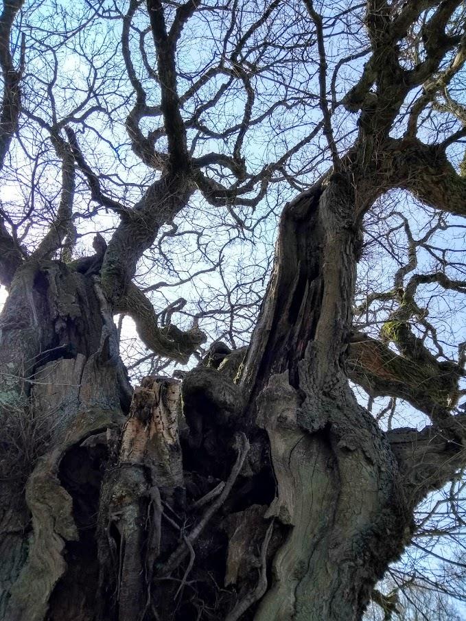 Image showing deadwood and hollowing branches in the canopy. Photo: Doug Lloyd.
