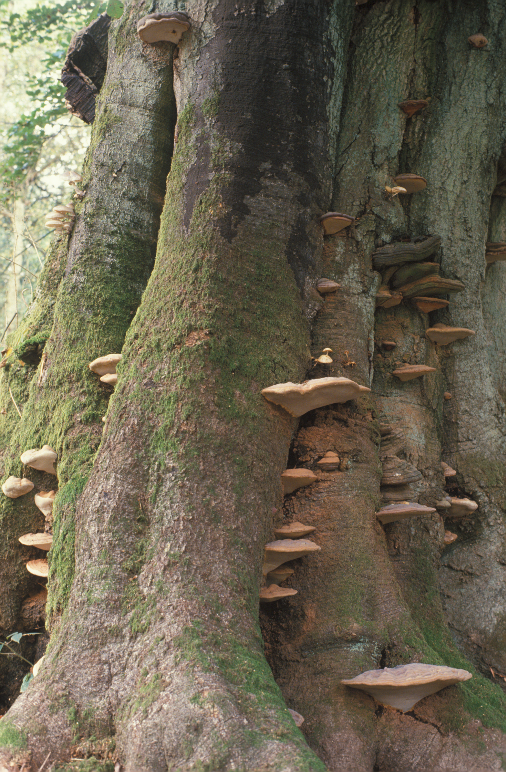 Take photos of large fruiting bodies of heartwood decomposer fungi. Photo: Ted Green