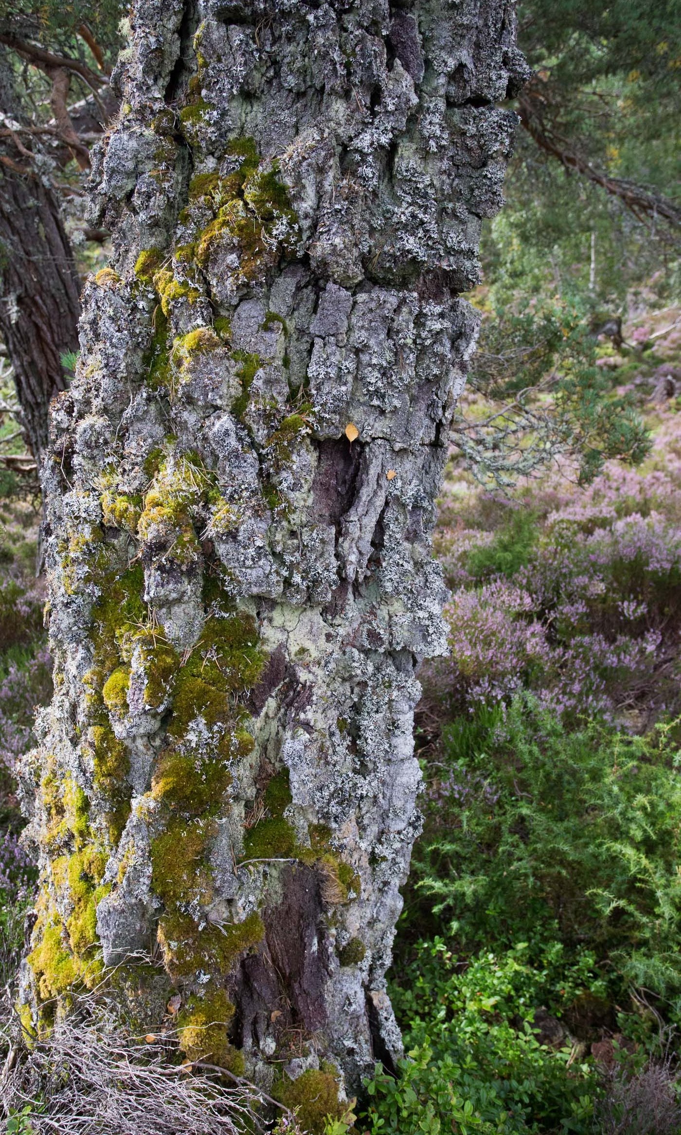This ancient birch has been colonised by mosses and lichens. Photo: Duncan Le May