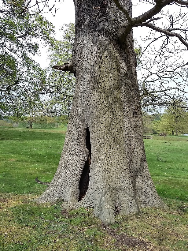 Hollowing of veteran trees may be easy to miss. Walk around the whole trunk to find evidence of a hollowing trunk. Photo: Alan Hunton.