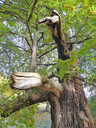 Deadwood in the crown of this sweet chestnut. Photo: Alan Hunton