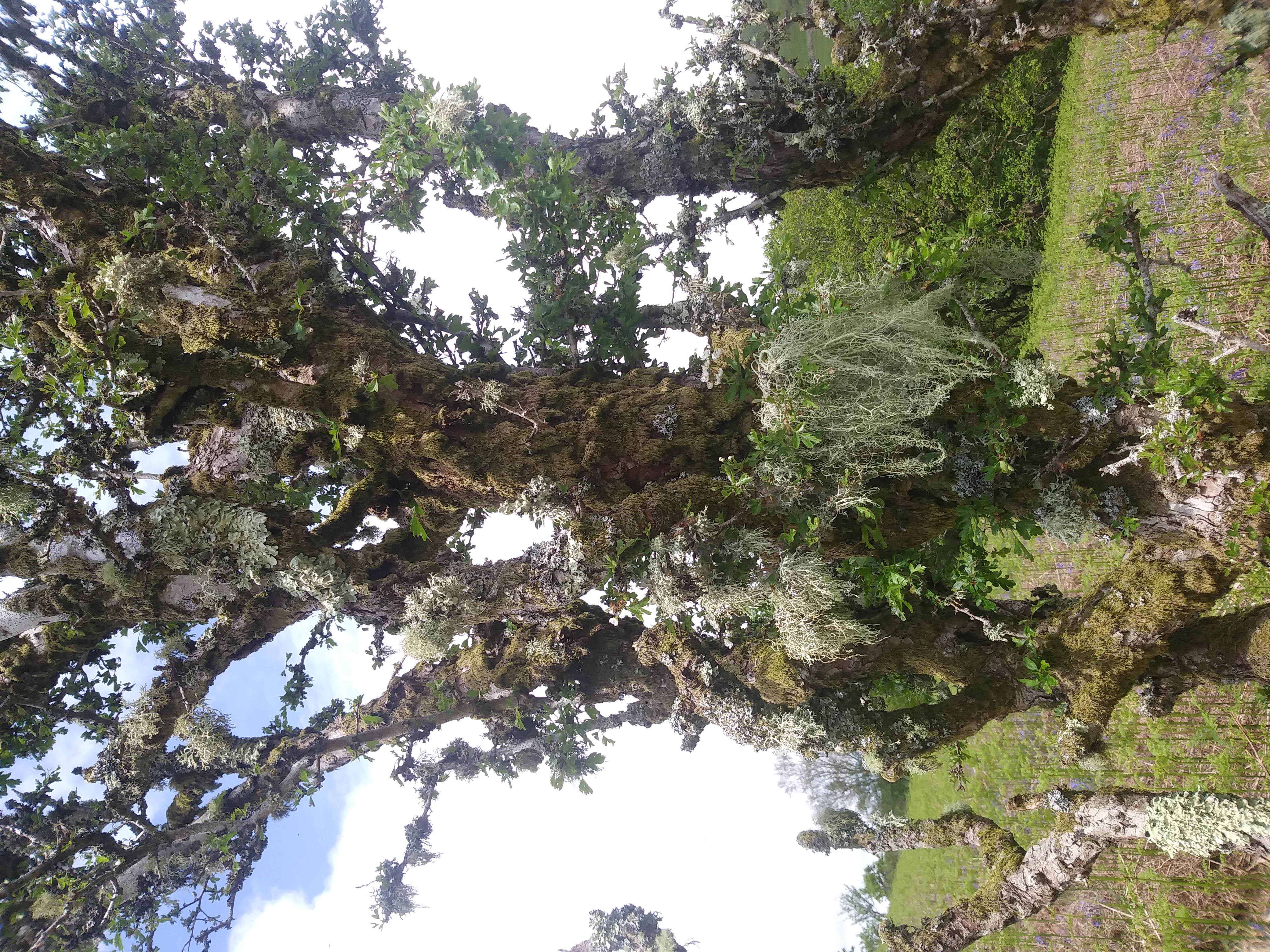 A hawthorn tree with a dense colony of lichens. Photo: Doug Lloyd