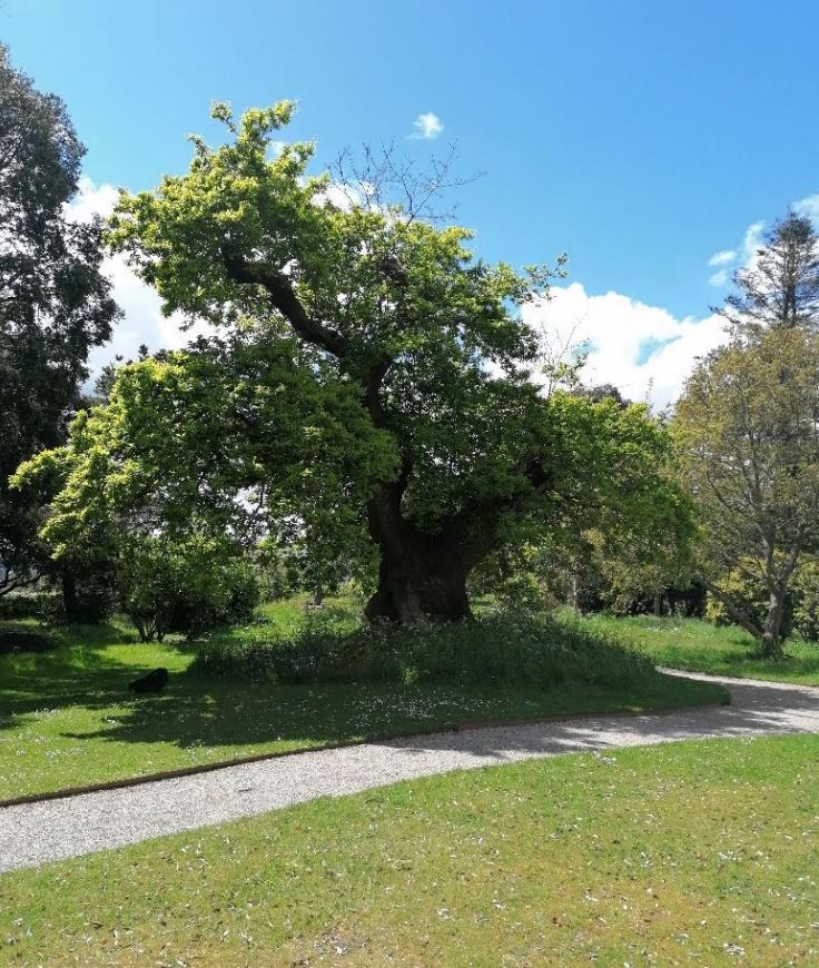 A wider shot of the veteran sessile oak at Saltram Gardens.