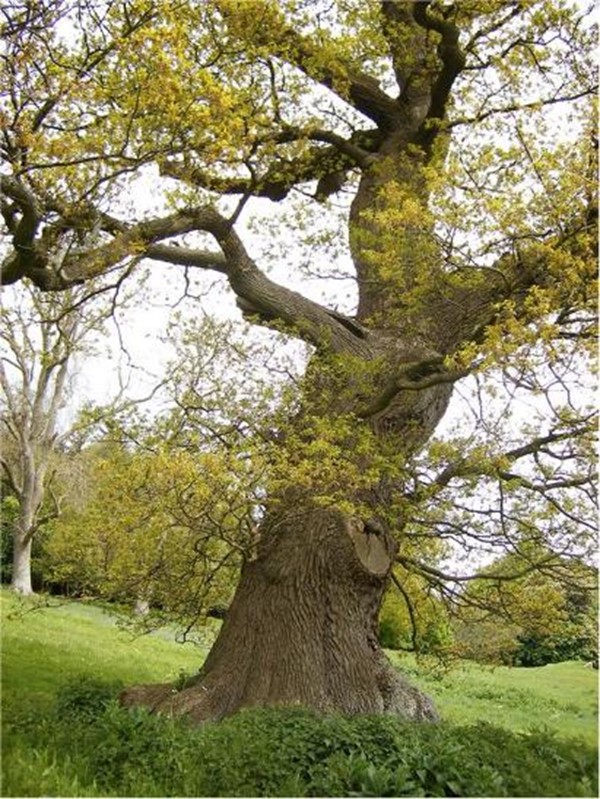 A typical parkland maiden tree. Credit: David Alderman