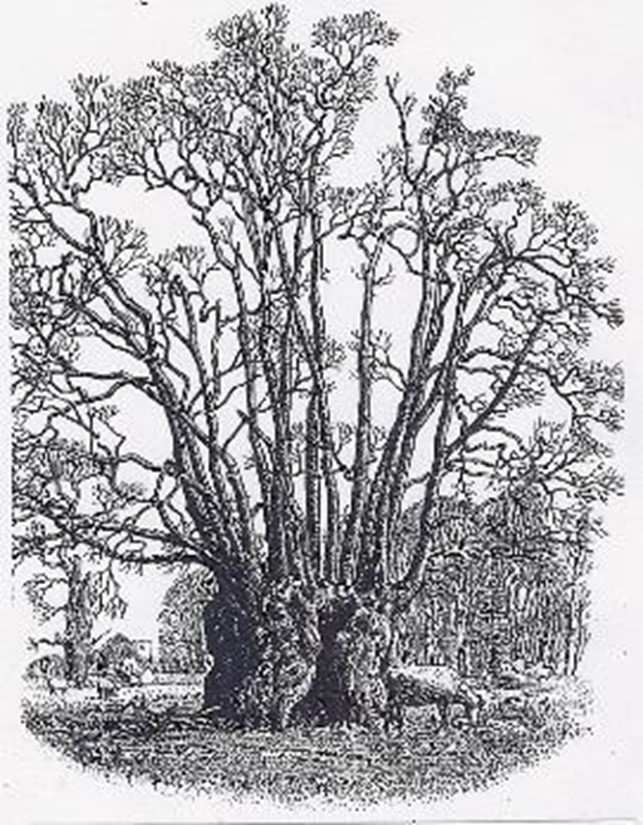 Historic drawing showing a large ancient pollard on a wide trunk.