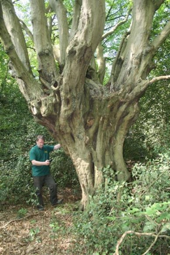 This ancient hornbeam was cut regularly in the past, but has not been managed as a pollard for a long time. Credit: David Alderman